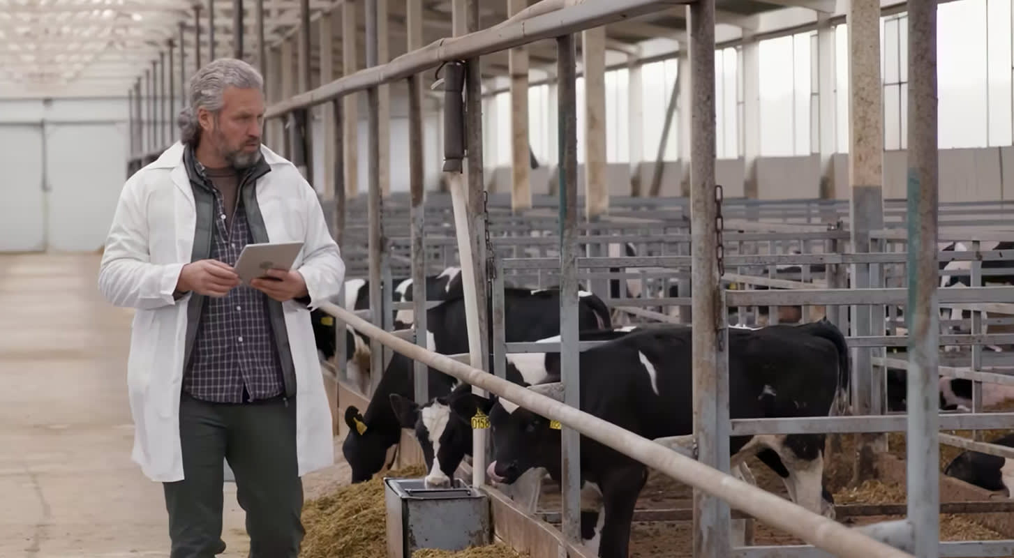 A man in a white coat stands in a barn surrounded by cows, observing the livestock in their environment.
